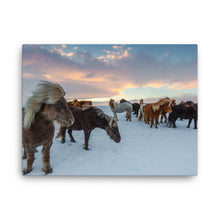 Endless Winter Horses Canvas Print