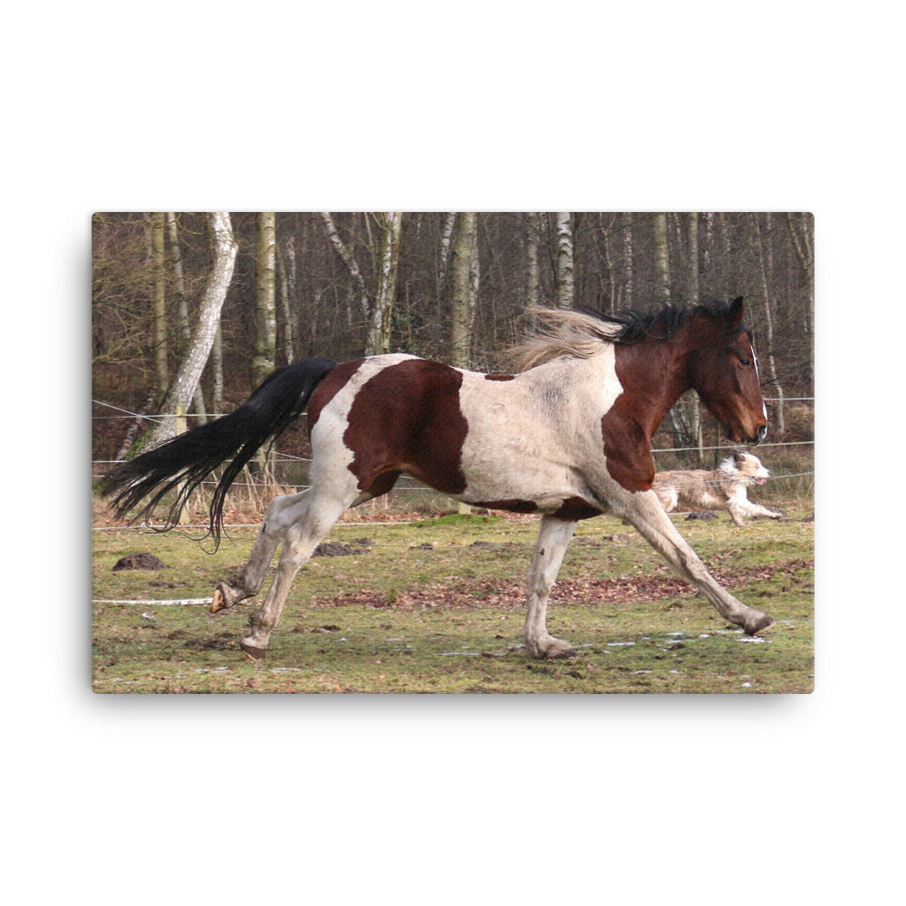 Saw The Lights Horse Art Canvas