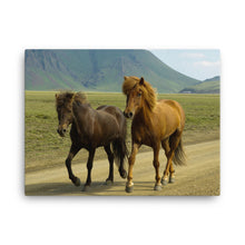 Old Friends Canvas Print