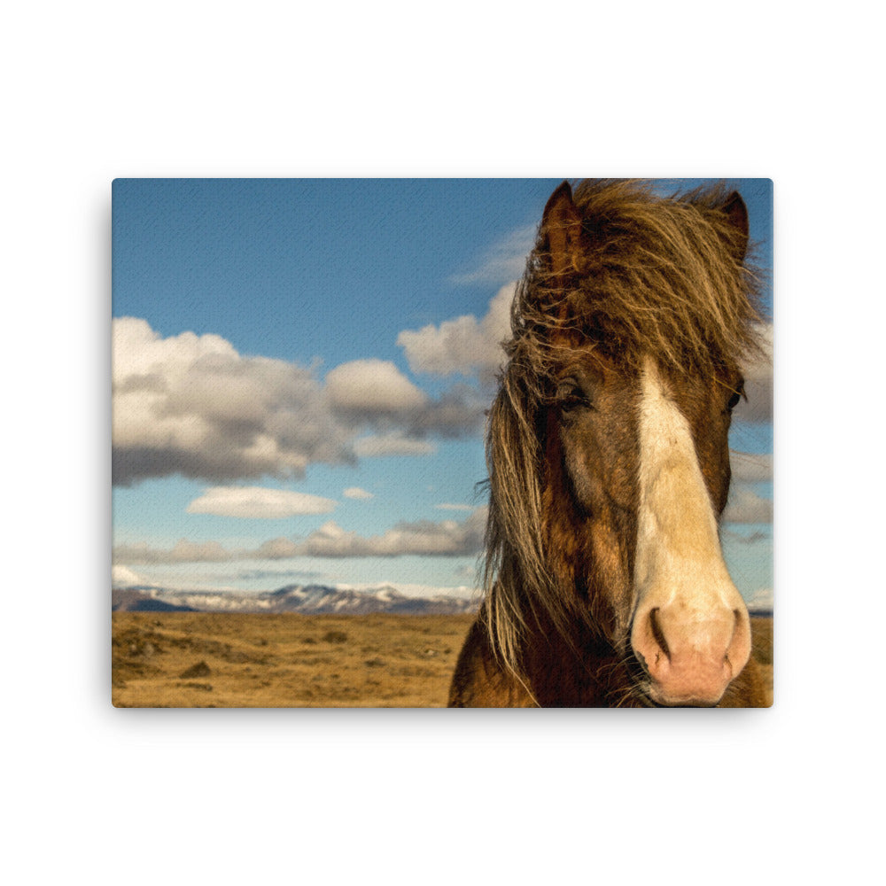 Horse in the wind Canvas Print