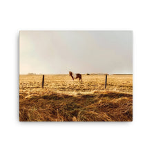 Horse of Envy Canvas Print