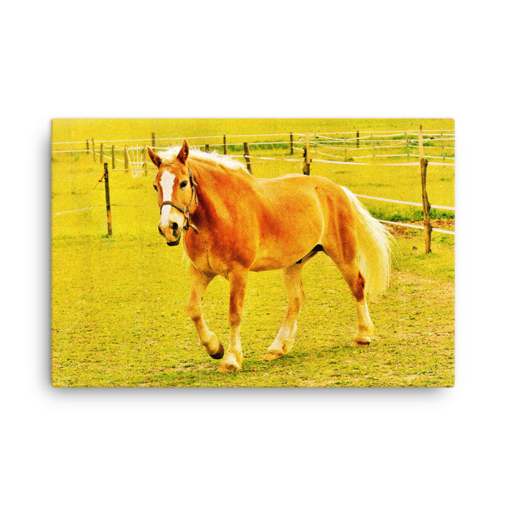 Keep From Catching Horse Art Canvas