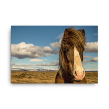 Horse in the wind Canvas Print