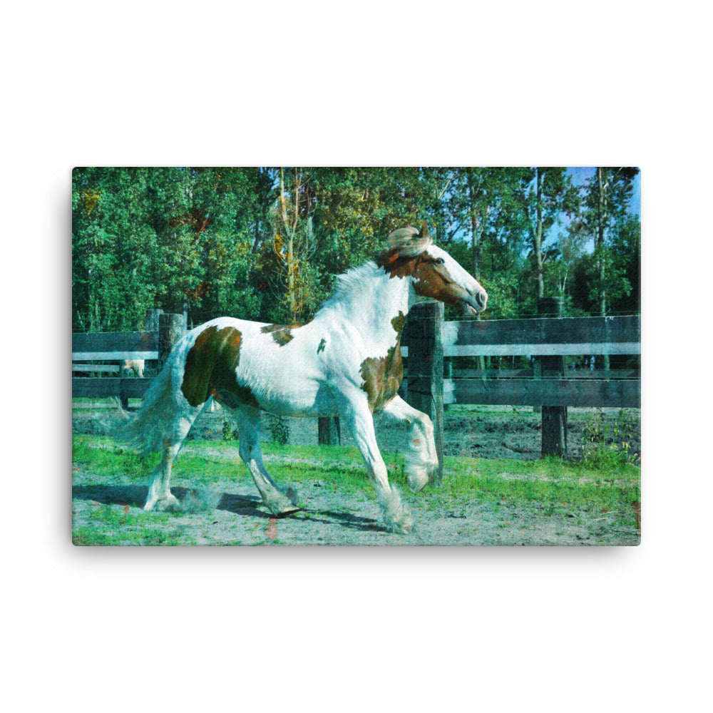 Busy Alone Horse Art Canvas