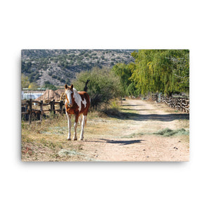 First Sloth Horse Art Canvas