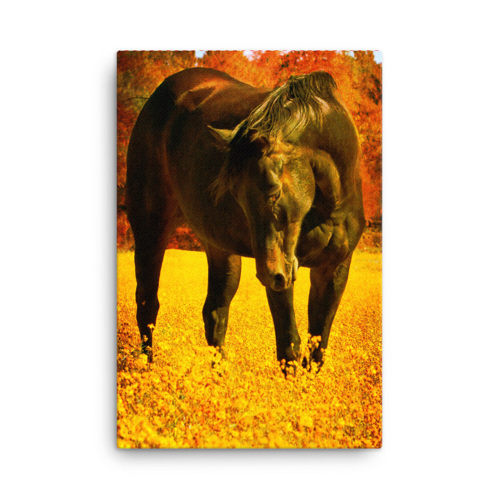 Not Noisy Horse Art Canvas