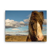Horse in the wind Canvas Print