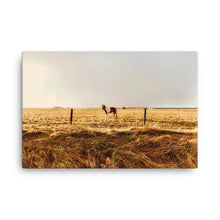 Horse of Envy Canvas Print