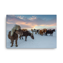 Endless Winter Horses Canvas Print