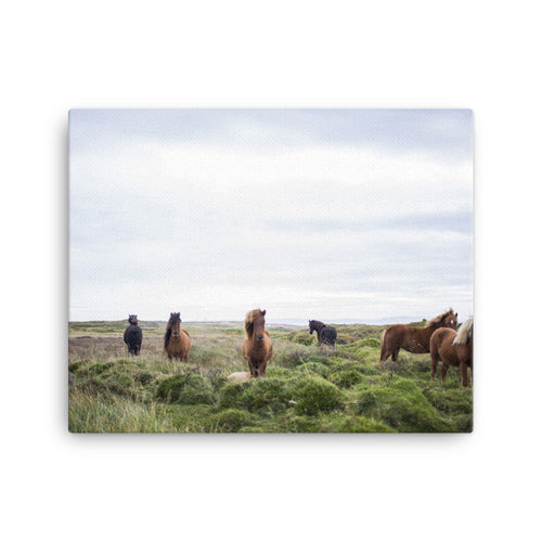 Horse Prairie Canvas Print