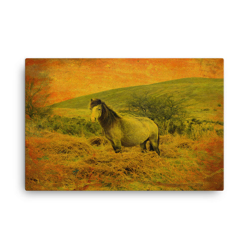 Favorite Country Horse Art Canvas