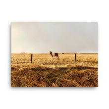 Horse of Envy Canvas Print