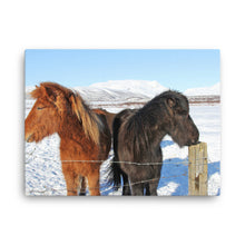 Iceland Horses Canvas Print