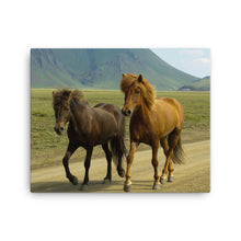 Old Friends Canvas Print