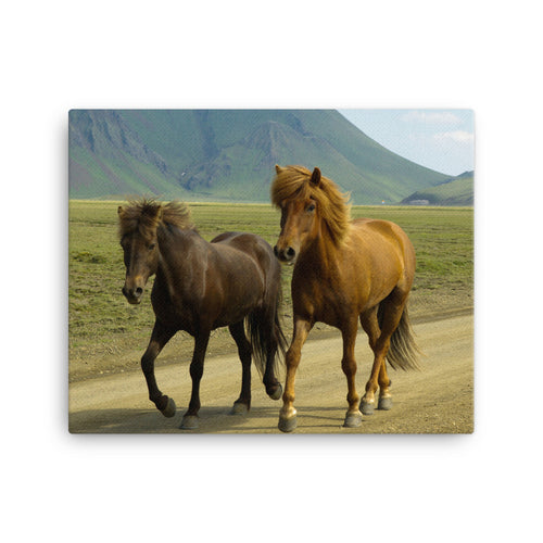 Old Friends Canvas Print