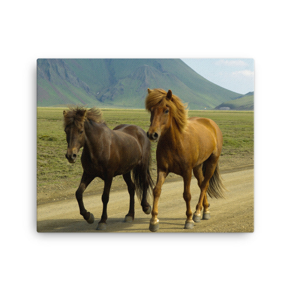Old Friends Canvas Print