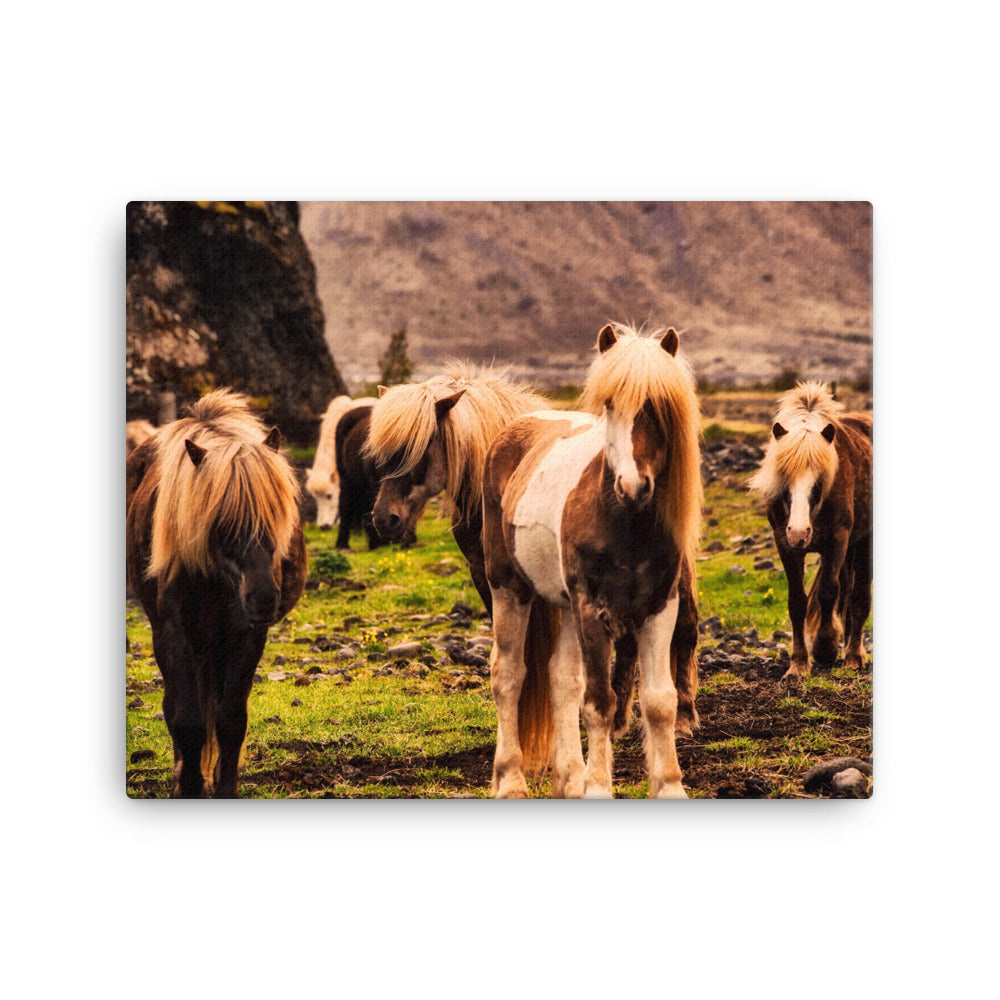 Horses of Wonder Canvas Print