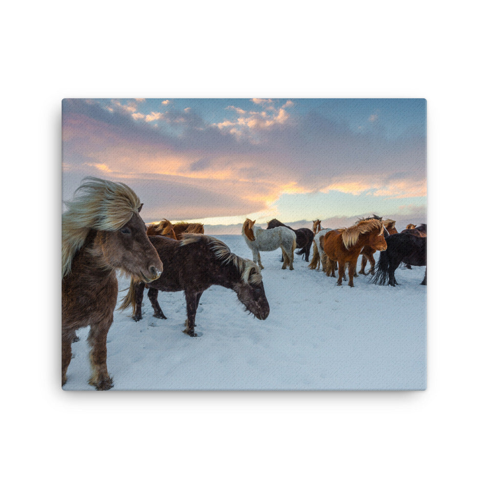 Endless Winter Horses Canvas Print