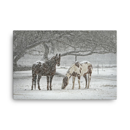 Really On Steroids Horse Art Canvas