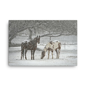 Really On Steroids Horse Art Canvas