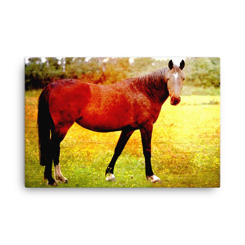 Not In Time Horse Art Canvas