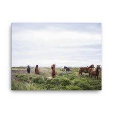 Horse Prairie Canvas Print
