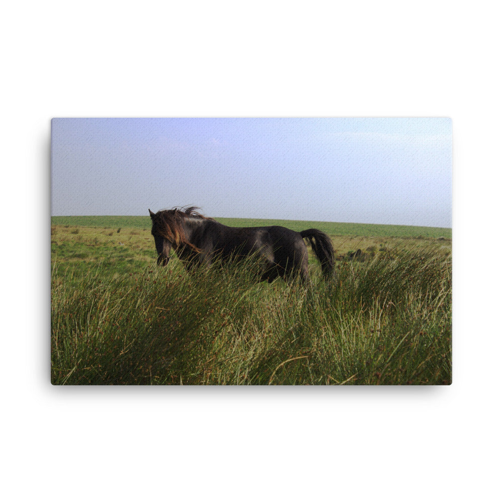 Brake Lights Horse Art Canvas