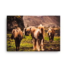 Horses of Wonder Canvas Print