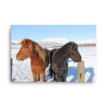 Iceland Horses Canvas Print