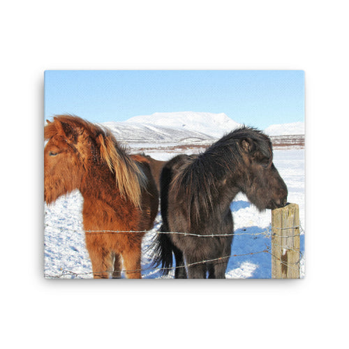 Iceland Horses Canvas Print