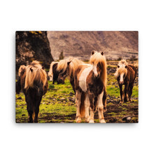 Horses of Wonder Canvas Print