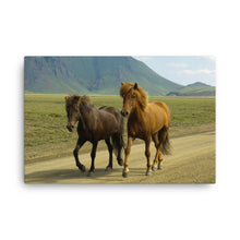 Old Friends Canvas Print